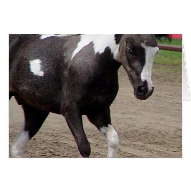 Pinto Mini Caballo (Anverso (Horizontal))