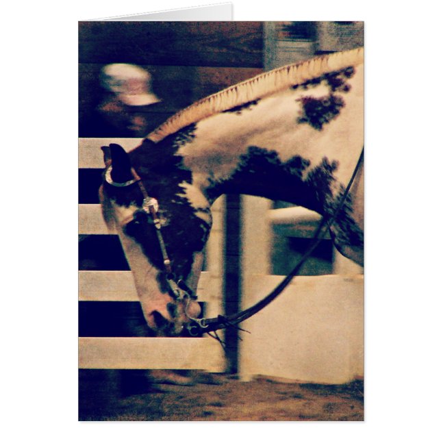 Pinto Occidental (Frente)