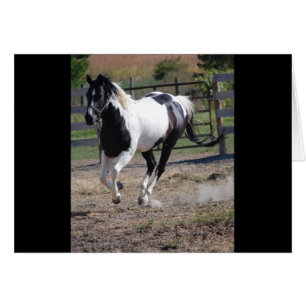 Pinto Paint Horse
