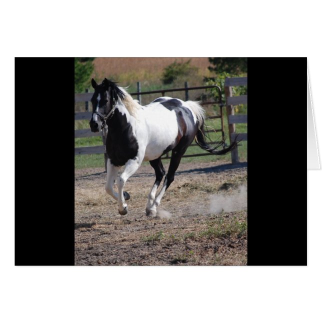 Pinto Paint Horse (Anverso (Horizontal))