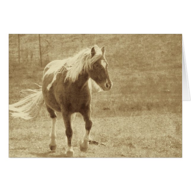 Pinto Pony Sepia (Anverso (Horizontal))