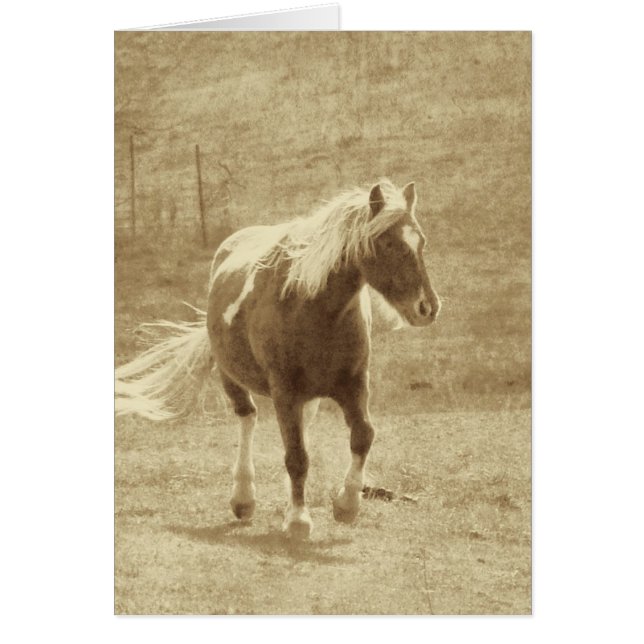 Pinto Pony Sepia, Día del Padre (Frente)