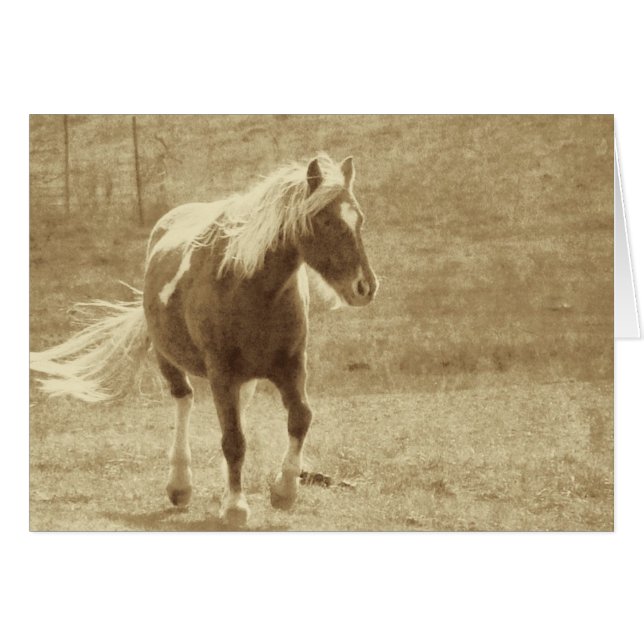 Pinto Pony Sepia Grunge (Anverso (Horizontal))