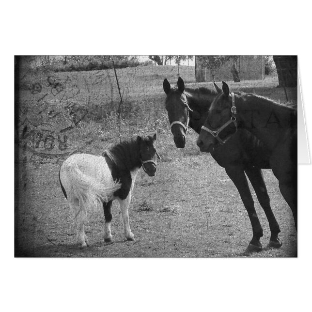 Pinto Pony y caballos (Anverso (Horizontal))
