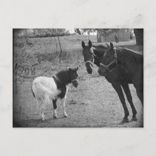 Pinto Pony y la postal de caballos