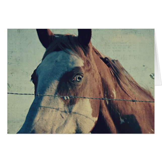 Pinto Song (Anverso (Horizontal))