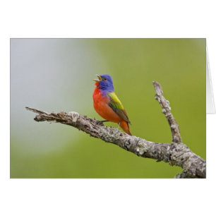 Pintor común (Passerina ciris) macho cantando