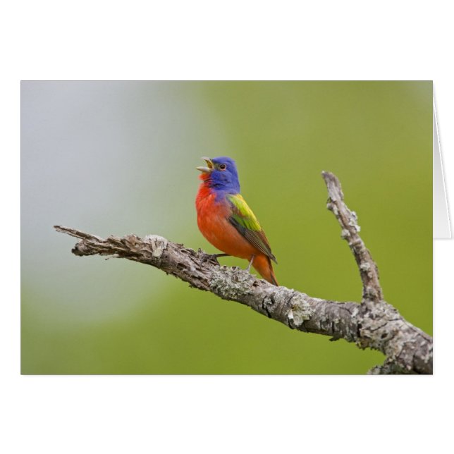 Pintor común (Passerina ciris) macho cantando (Anverso (Horizontal))