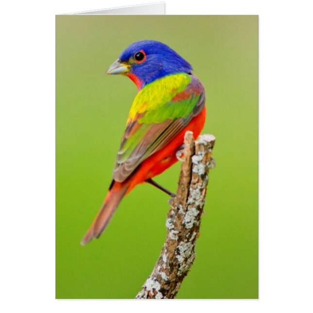 Pintor (Passerina ciris) Macho Posado (Frente)