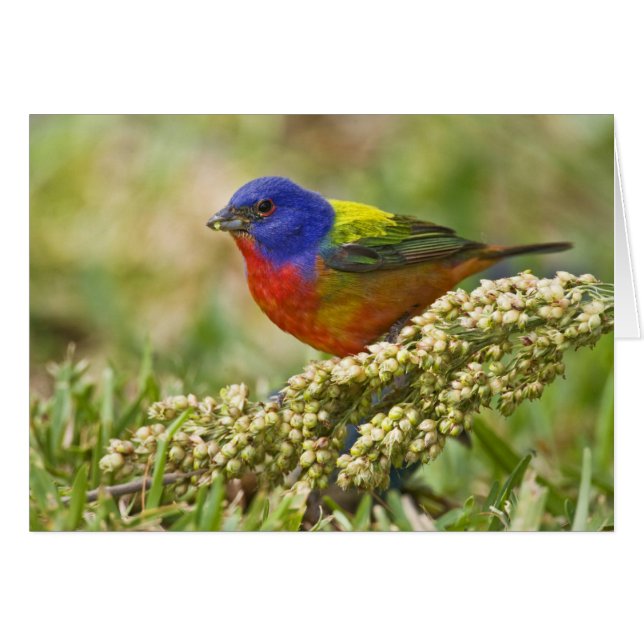 Pintorito Americano (Anverso (Horizontal))