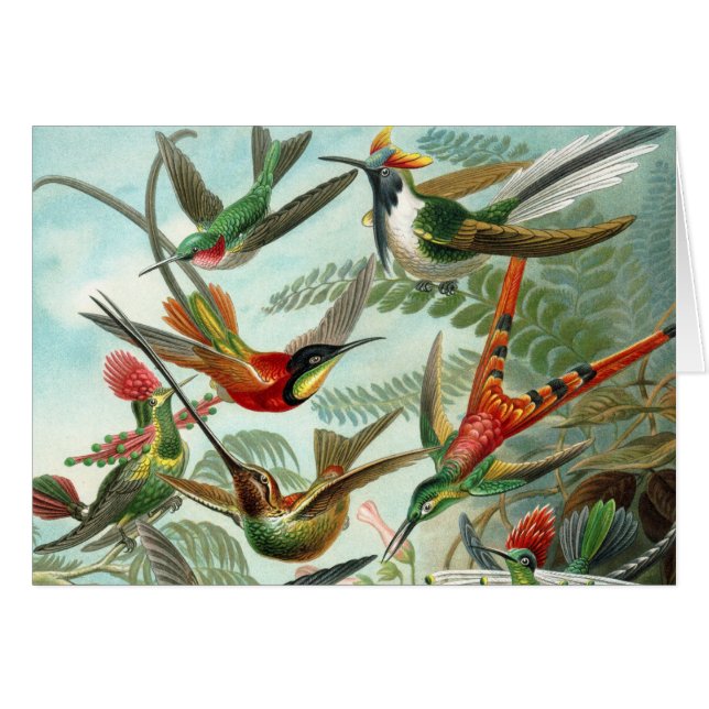pintura clásica de la fauna silvestre de comingbir (Anverso (Horizontal))