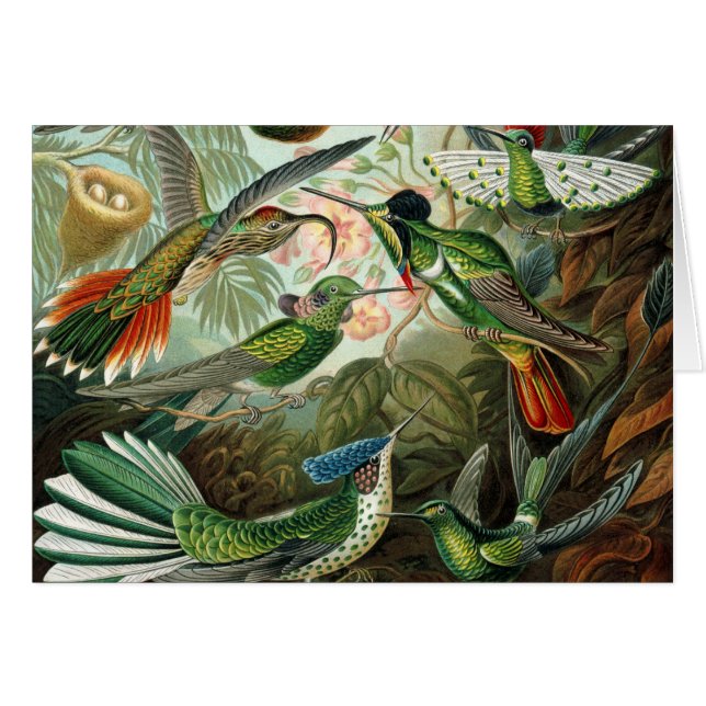 pintura clásica de la fauna silvestre de comingbir (Anverso (Horizontal))