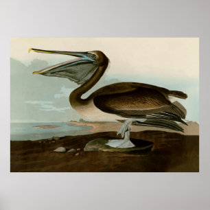 Pintura de arte pelicano John James Audubon Brown