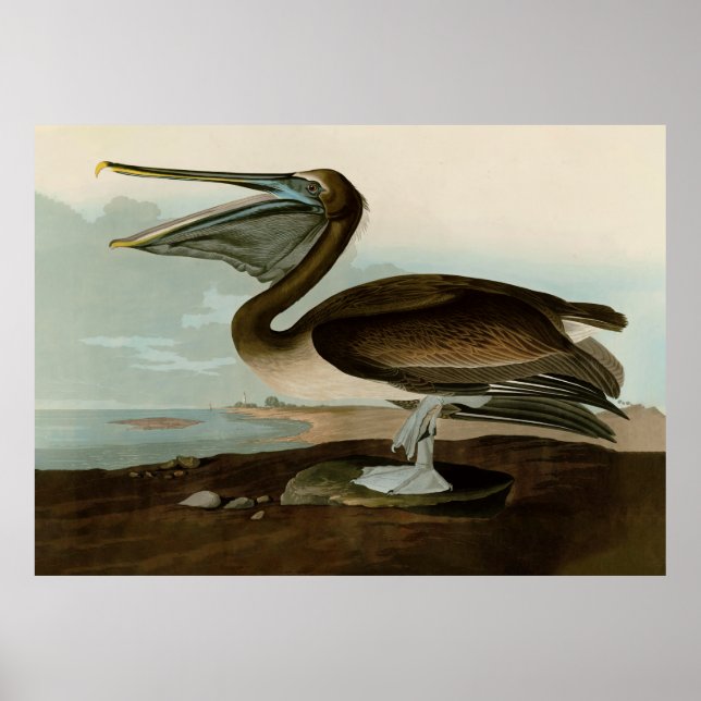 Pintura de arte pelicano John James Audubon Brown (Frente)
