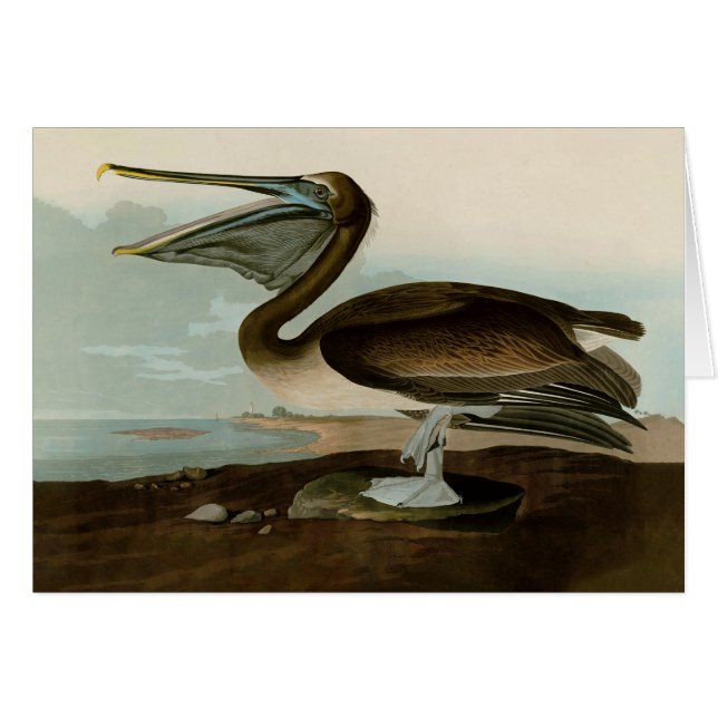 Pintura de arte pelicano John James Audubon Brown (Anverso (Horizontal))