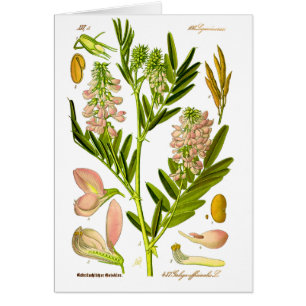 Pintura de Botánica Vintage