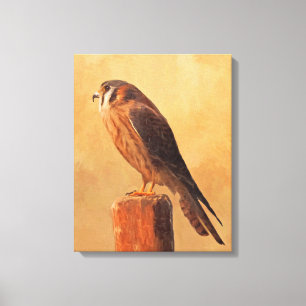 Pintura de cernícalo estadounidense - Arte de pája