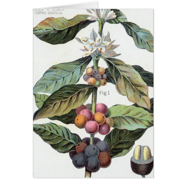 Pintura de frijol de café de época (Frente)