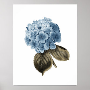 Pintura de Hydrangea Azul #1 Arte de pared botánic