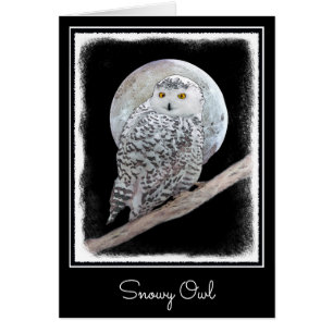 Pintura de lechuza y luna - Arte original de aves