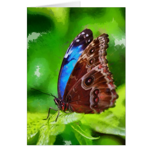 Pintura de mariposa (Frente)