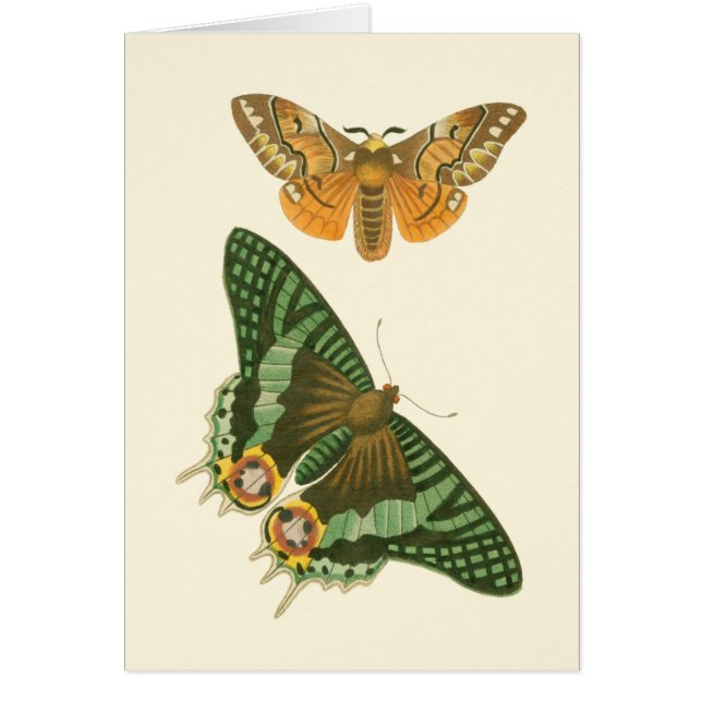 Pintura de mariposa ligeramente bordeada (Frente)