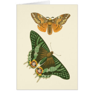 Pintura de mariposas ligeramente bordeada