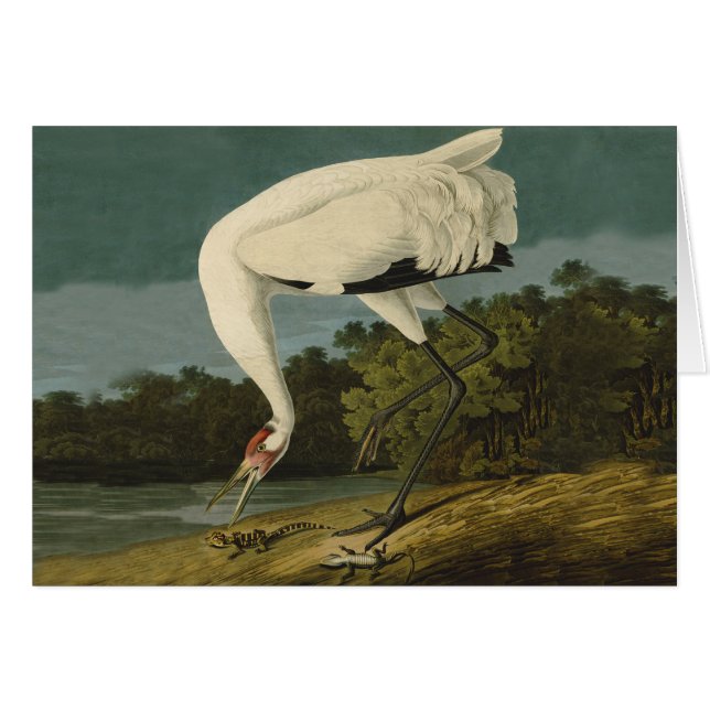 Pintura de pájaro de Crane Audubon (Anverso (Horizontal))