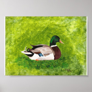 Pintura del pato mallard sentado en Posters de hie