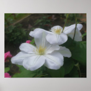 Pintura Delicada De Arte De Flores Blancas Clemati