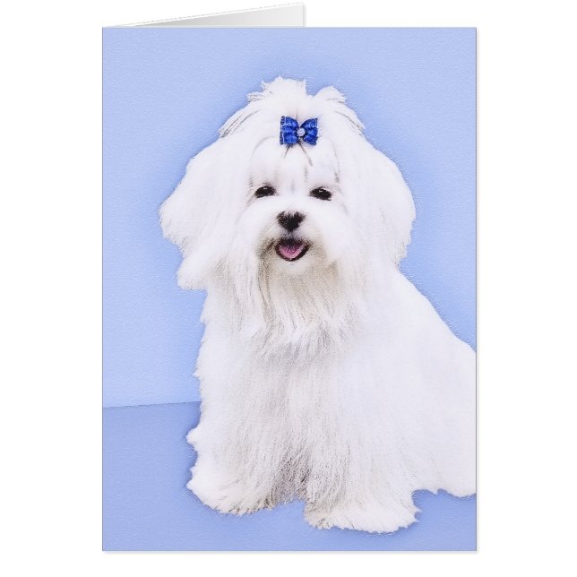 Pintura maltesa - Arte de perro original muy lindo (Frente)