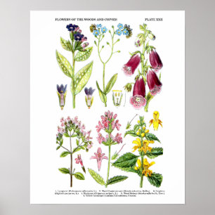 Pinturas de Arte de Flor Silvestre inglesas n° 3 A