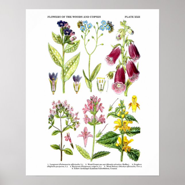 Pinturas de Arte de Flor Silvestre inglesas n° 3 A (Frente)