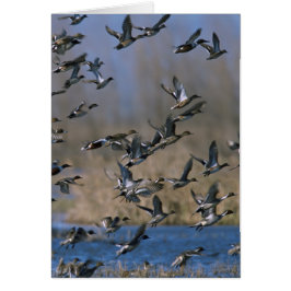 Pinturas en el vuelo