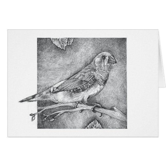 Pinzón de cebra (Anverso (Horizontal))