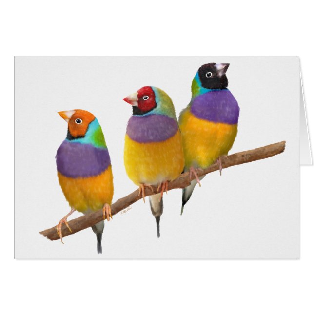 Pinzones coloridos de Gouldian en pasteles (Anverso (Horizontal))