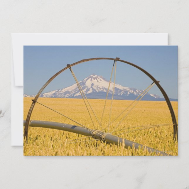 Pipe de riego en campo (Anverso)