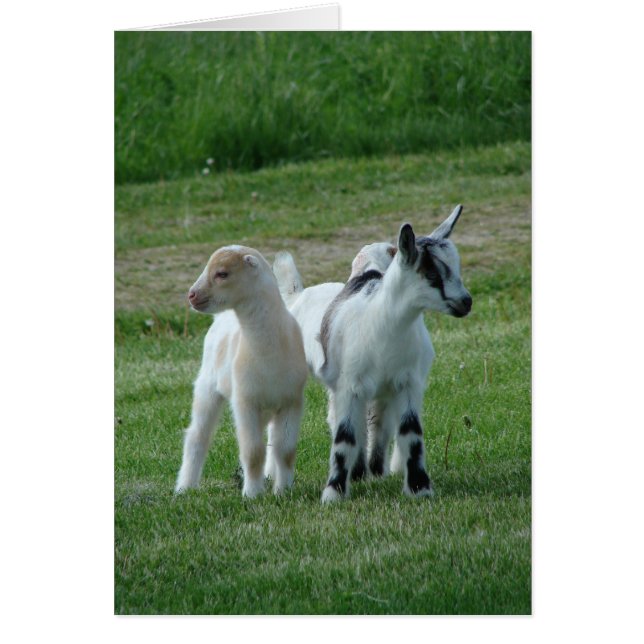 Pippi y gris (Frente)