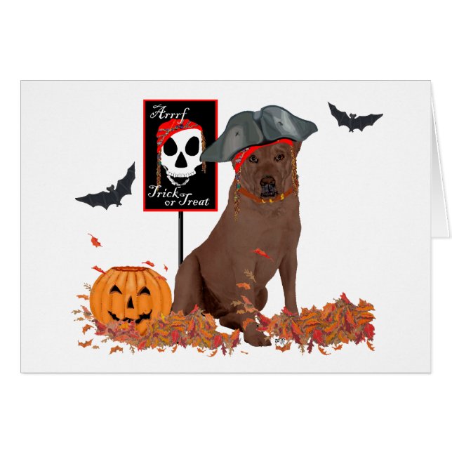 Pirata Labrador Retriever Marrón (Anverso (Horizontal))