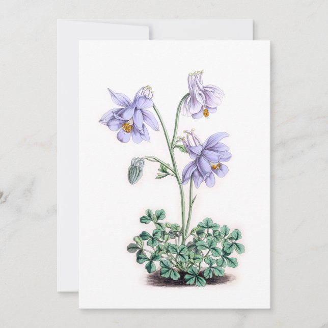 Pirineos Columbine - Aquilegia pyrenaica (Anverso)