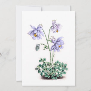 Pirineos Columbine - Aquilegia pyrenaica