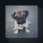 Pisapapeles Animales de bebé más afectados | Baby Pug<br><div class="desc">Esta linda foto de Getty Images muestra un lindo bebé pug.</div>