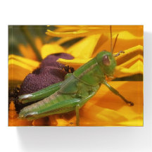 Aquí está mirándote - Grasshopper