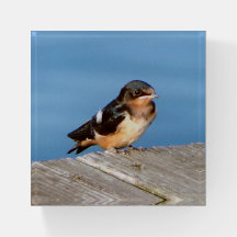 Barn Tragar el papeleo