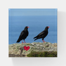 Cornish Choughs (Palores) Pyrhocorax pirrhocorax