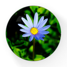 Felicia Blue Daisy presentado elegantemente.