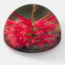 Flor de grevillea nativa de Australia Roja