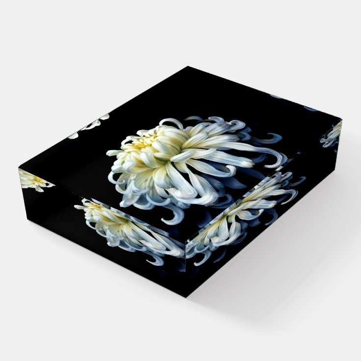 Pisapapeles Flores | Crisantemo blanco | Zazzle.es