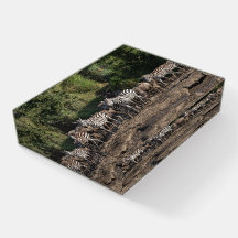 Foto De Cebada De Cebra Tomada En El Salvaje