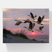 GEECE SOBRE LAS DUNAS